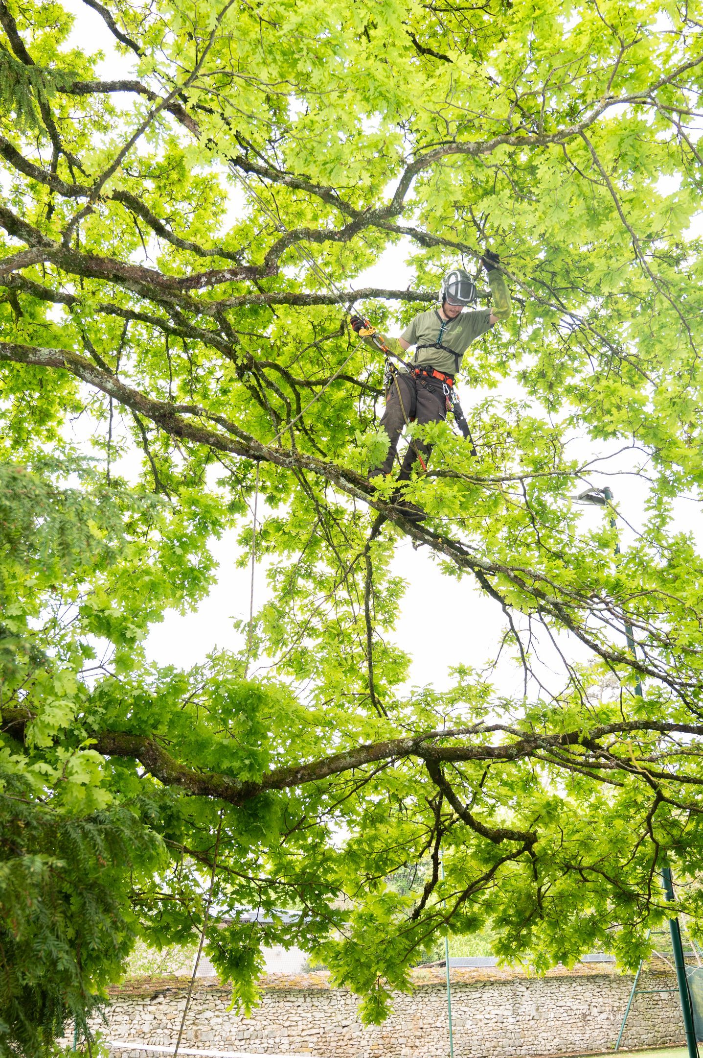 Nos arboristes au service de vos arbres
